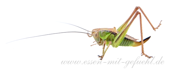 Insekten, Zöliakie