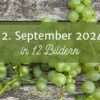 Mein 12. September 2024 in 12 Bildern, Titelbild mit Weintrauben