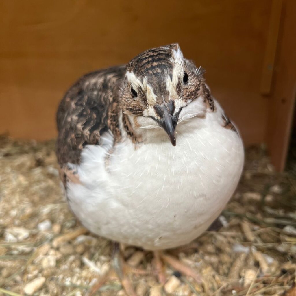 Die Wachtelseniorin Bertha