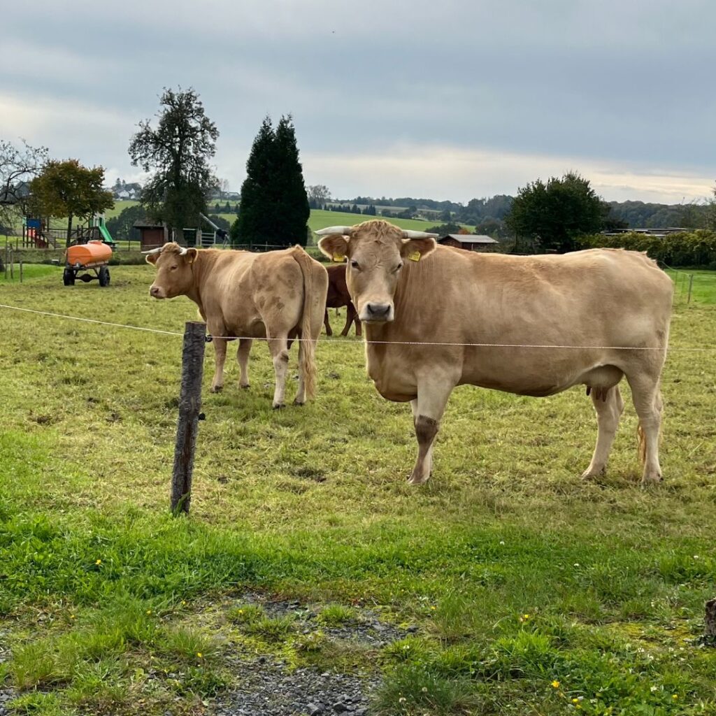 Kühe auf der Weide im Westerwald