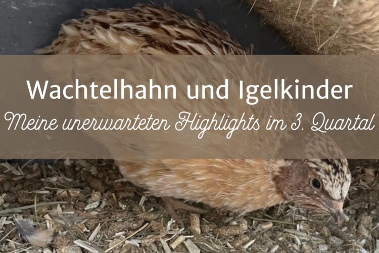 Unser zugelaufener Wachtelhahn