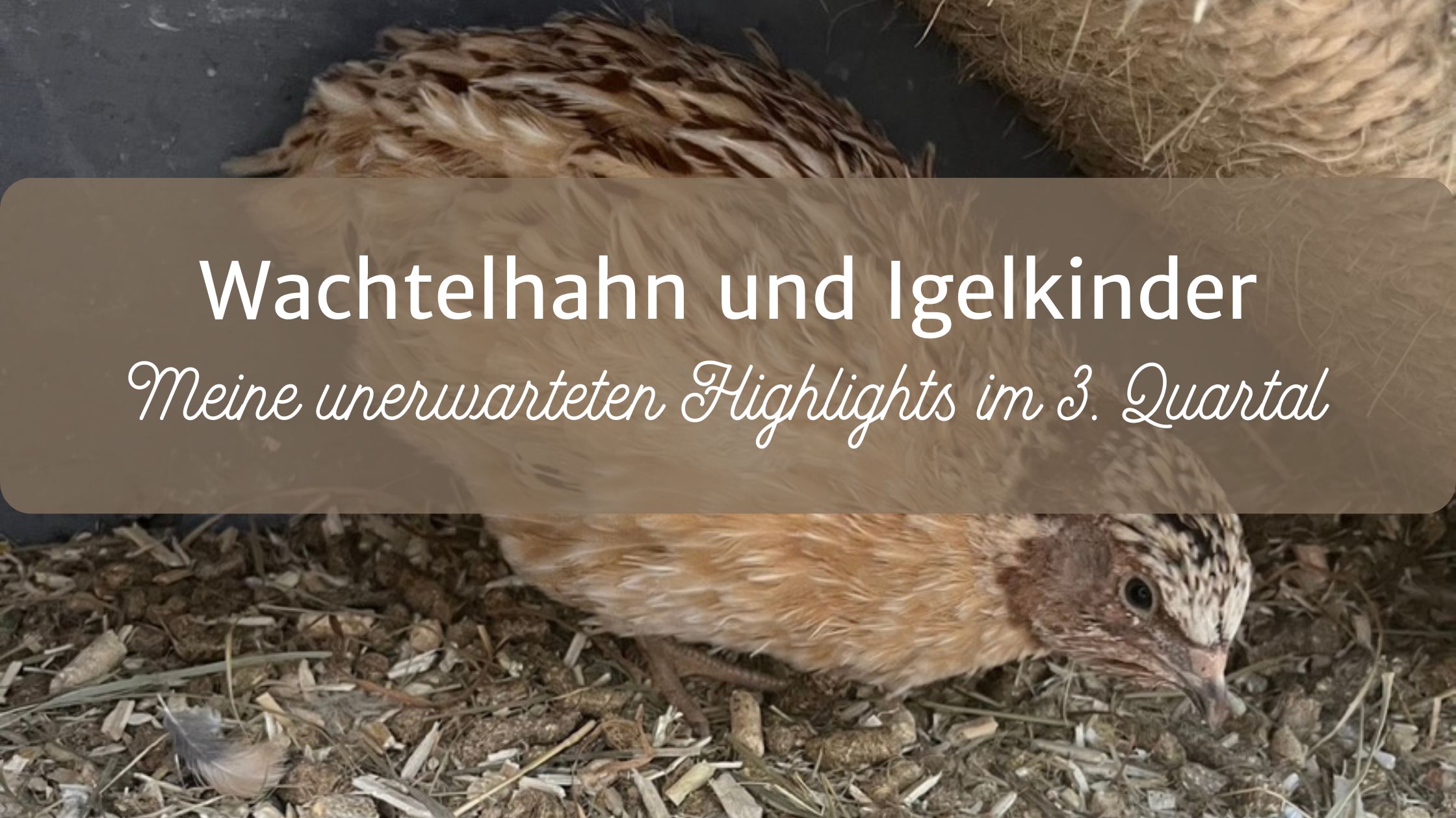 Unser zugelaufener Wachtelhahn