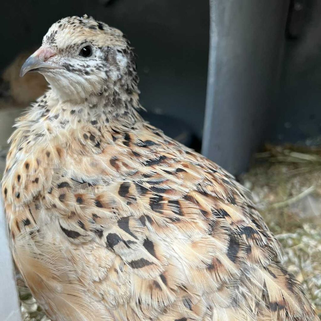 Schlechtgelaunte Wachtel