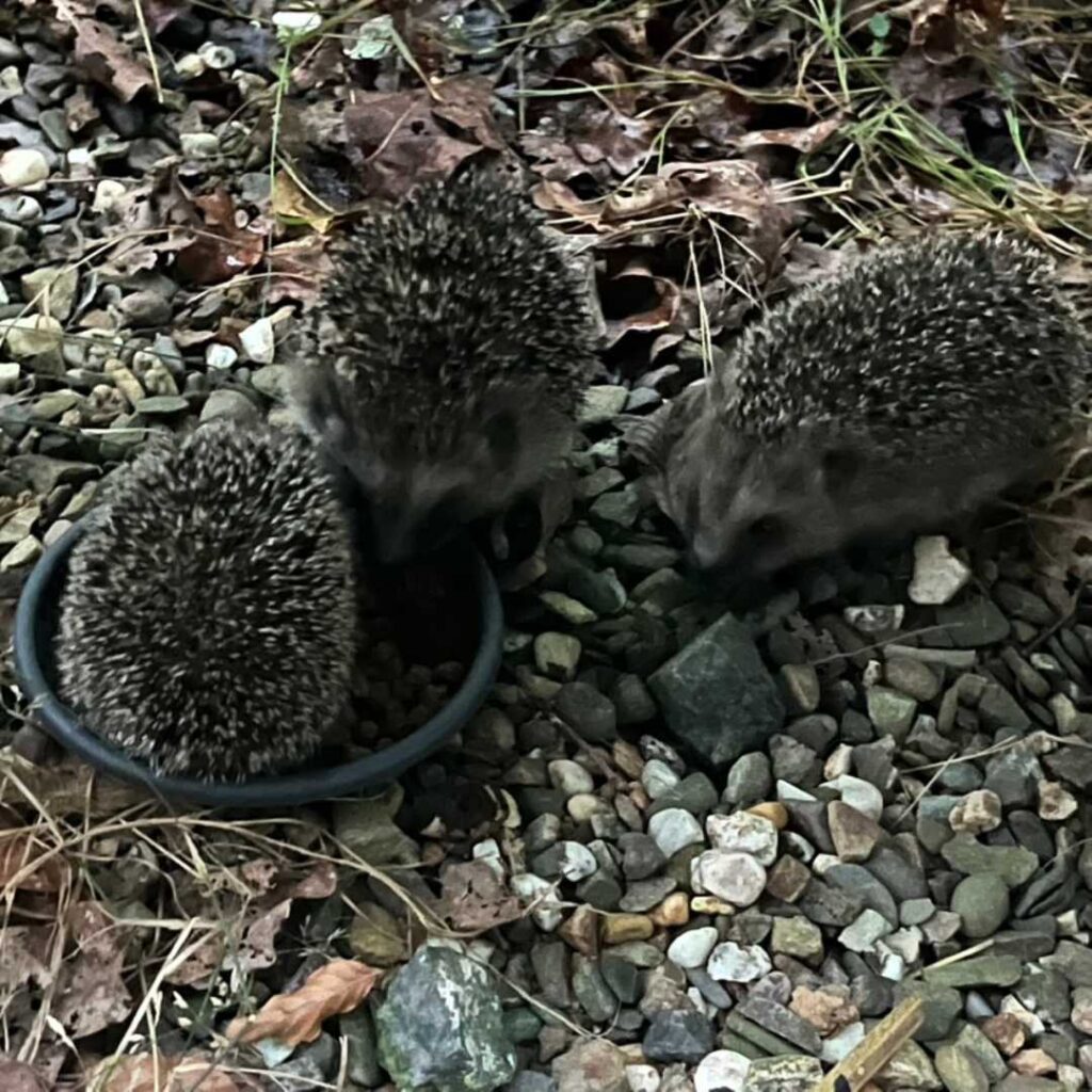 Drei der fünf Igelkinder