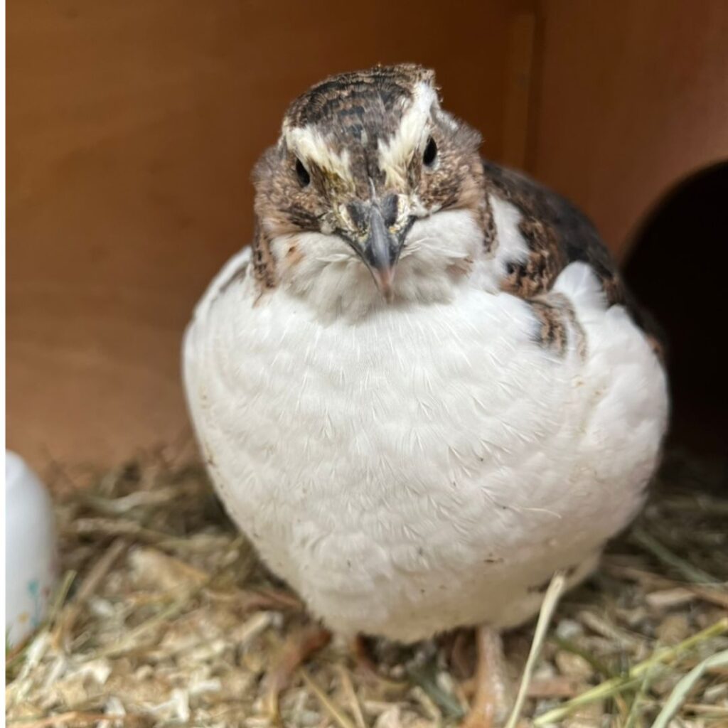 Eine nicht amüsierte Wachtel