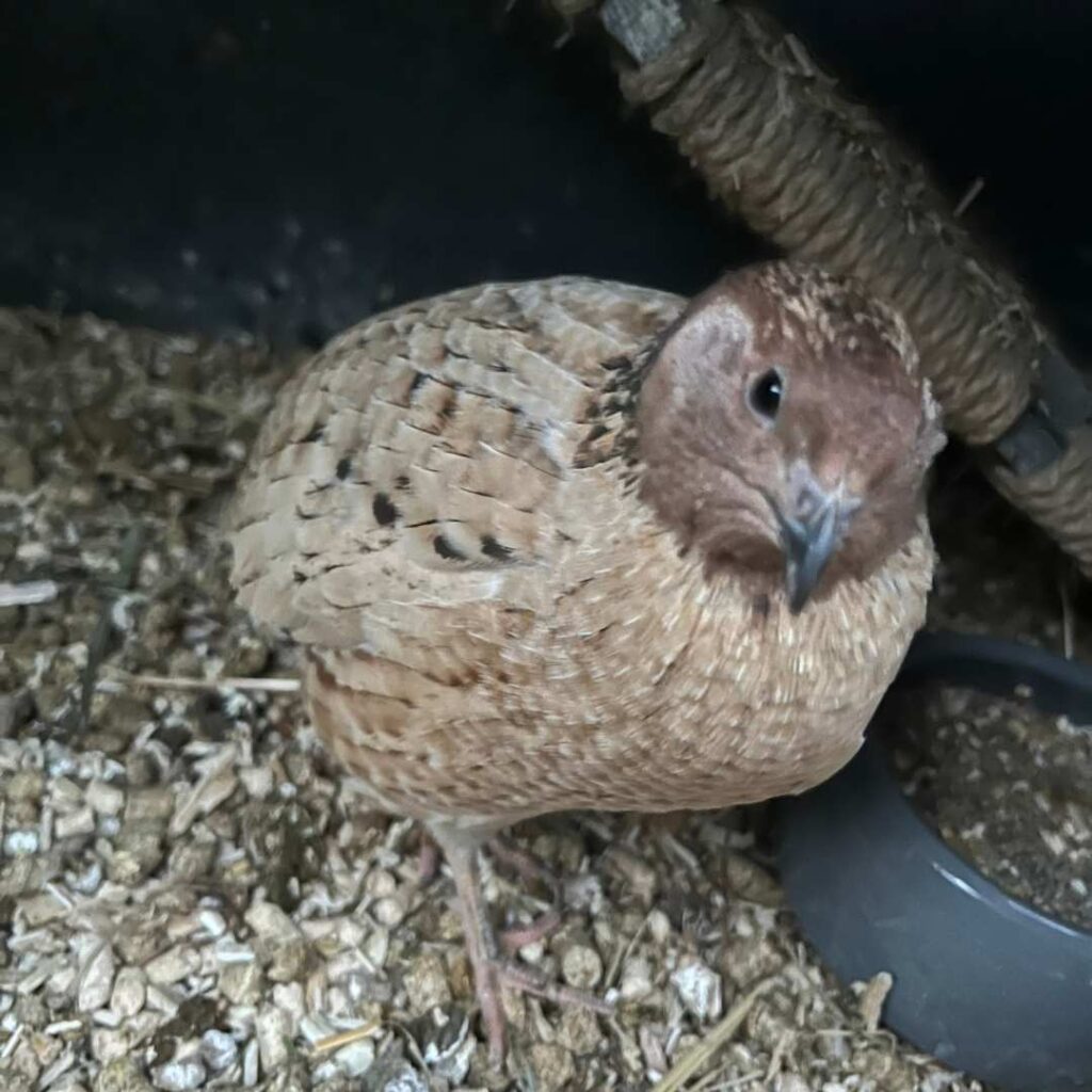 Unser Wachtelhahn "Hahn Solo"