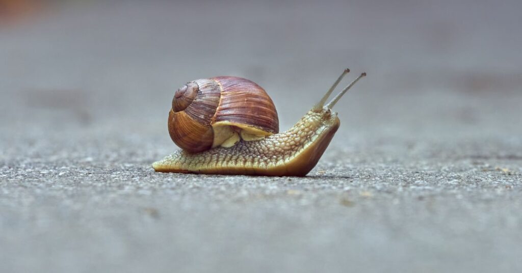 Schreiben als Schnecke