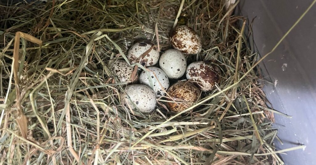 Wachteleier im Nest
